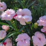 Dianthus caryophyllus 'Oscar Pink'