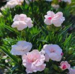 Dianthus caryophyllus 'Oscar Pink' - Image 2