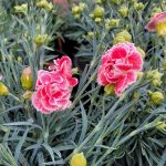 Dianthus caryophyllus 'Scent First Coral Reef'