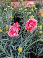 Dianthus caryophyllus 'Scent First Coral Reef'