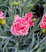 Dianthus caryophyllus 'Scent First Coral Reef' - Image 2