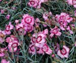 Dianthus x 'Raspberry Swirl'
