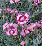 Dianthus x 'Raspberry Swirl' - Image 2