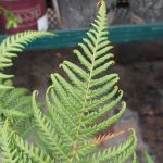 Dicksonia antarctica