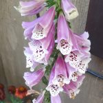 Digitalis purpurea 'Dalmatian Rose'