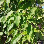 Distictis buccinatoria