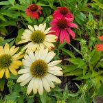Echinacea purpurea 'Cheyenne Spirit'