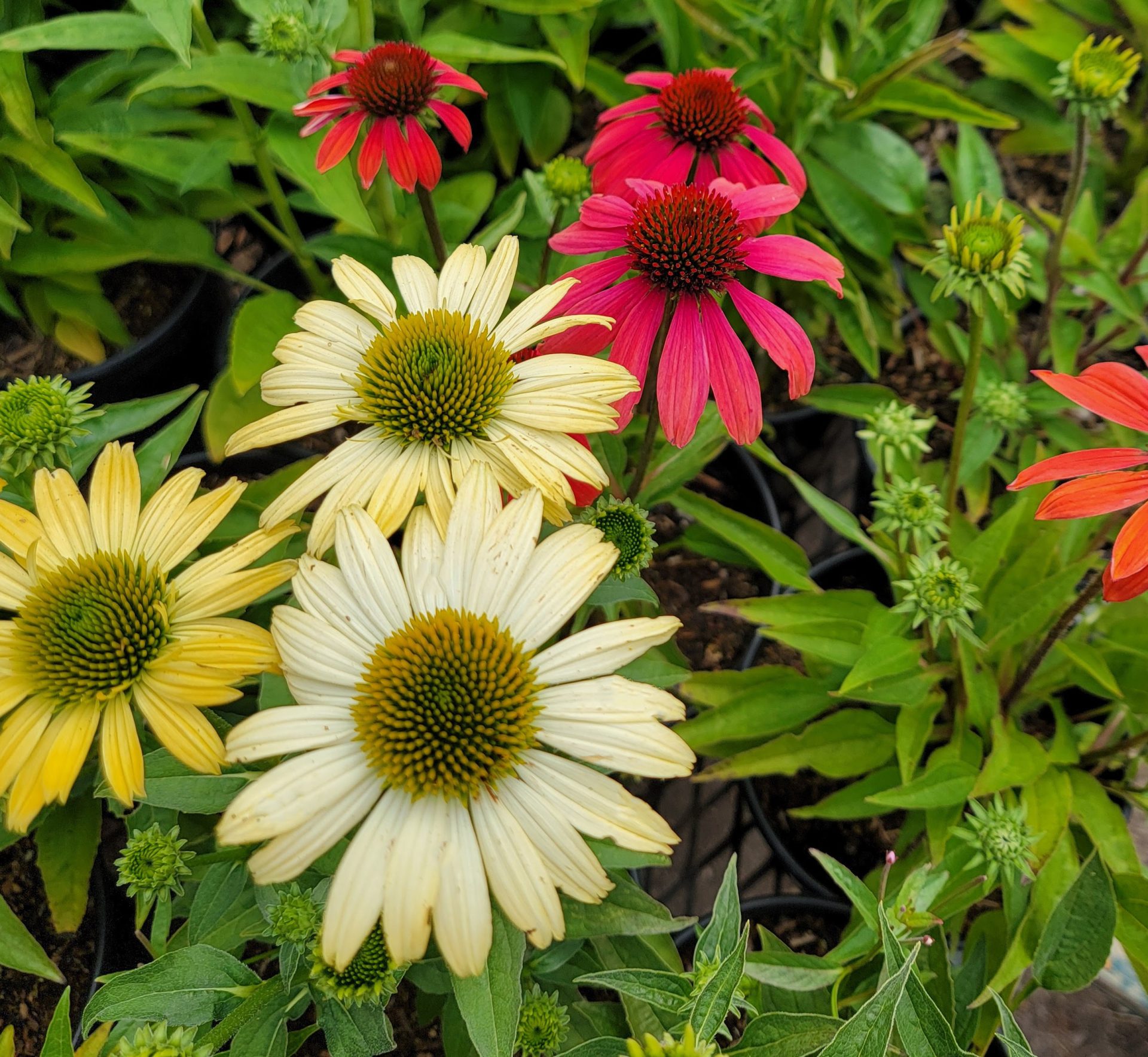Echinacea-purpurea-Cheyenne-Spirit-a Echinacea purpurea 'Cheyenne Spirit' - Image 1