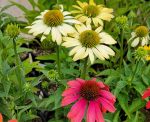 Echinacea purpurea 'Cheyenne Spirit' - Image 2