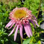 Echinacea purpurea 'Double Scoop Bubble Gum'