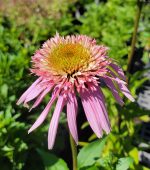 Echinacea purpurea 'Double Scoop Bubble Gum'