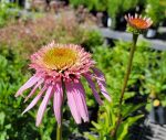 Echinacea purpurea 'Double Scoop Bubble Gum' - Image 2