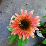 Echinacea purpurea 'Double Scoop Raspberry'