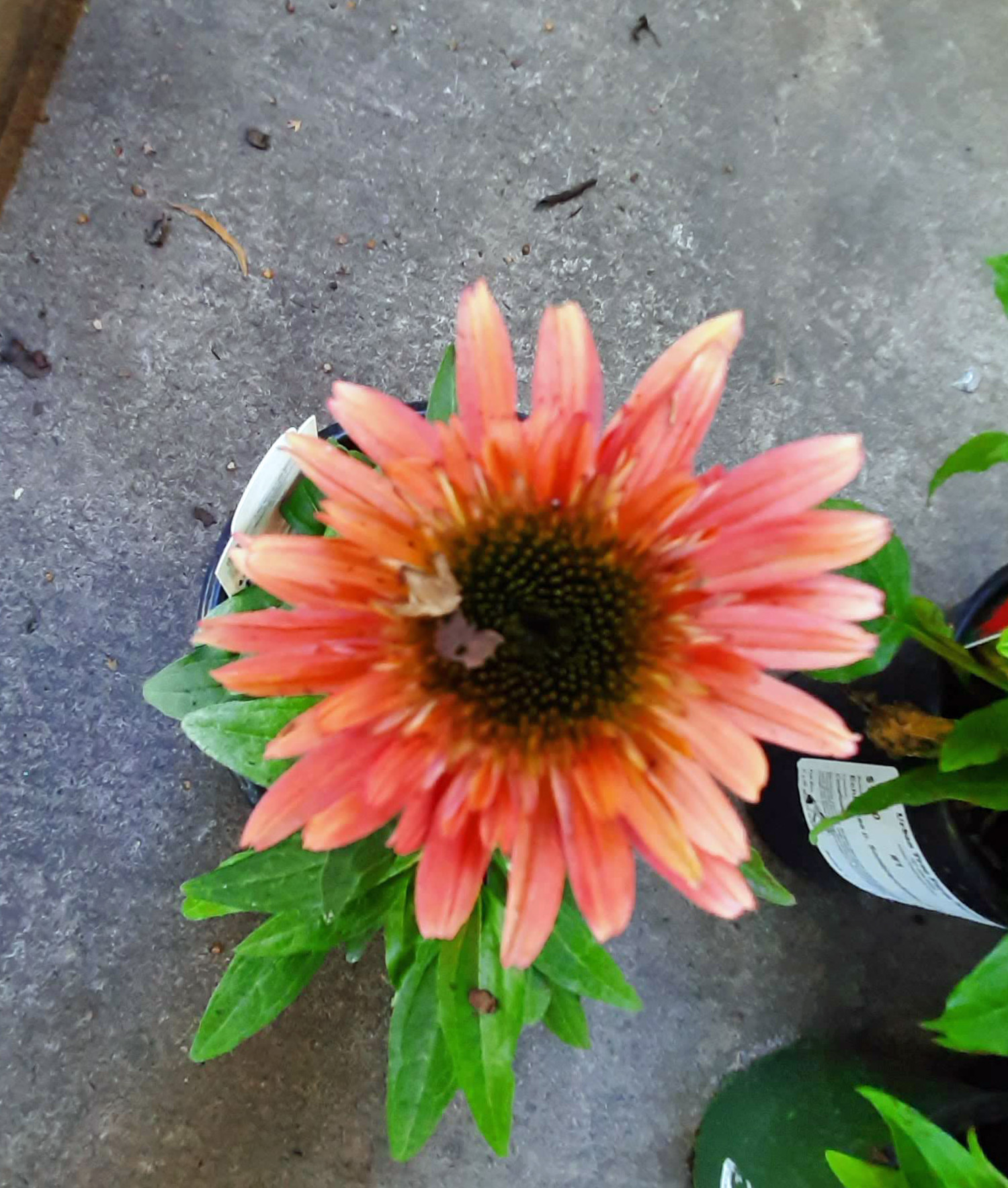 Echinacea-purpurea-Double-Scoop-Raspberry-a Echinacea purpurea 'Double Scoop Raspberry' - Image 1