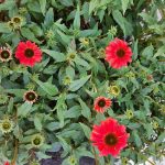 Echinacea purpurea 'Sombrero Baja Burgundy'