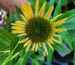 Echinacea purpurea 'Sombrero Lemon Yellow'