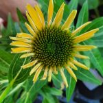 Echinacea purpurea 'Sombrero Lemon Yellow'