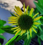 Echinacea purpurea 'Sombrero Lemon Yellow' - Image 2