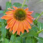 Echinacea purpurea 'Sombrero Salsa Red'