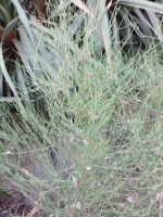 Elegia capensis - Image 2