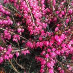 Erica darleyensis 'Kramer's Rote'