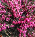 Erica darleyensis 'Kramer's Rote'