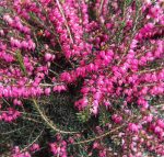 Erica darleyensis 'Kramer's Rote' - Image 2