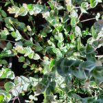 Eucalyptus lunata 'Moon Lagoon'
