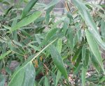 Fargesia robusta 'Wolong'