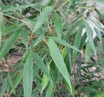Fargesia robusta 'Wolong' - Image 2