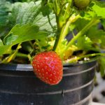 Fragaria ananassa 'Eversweet'