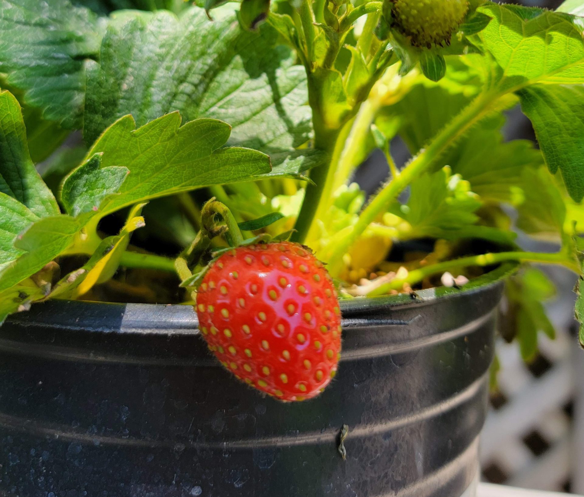 Fragaria-ananassa-Eversweet-a Fragaria ananassa 'Eversweet' - Image 1