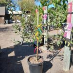 Fruit Apple 6-n-1 ESPALIER B