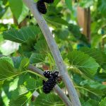 Fruit Mulberry Tea's Weeping