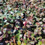 Gaultheria procumbens 'Peppermint Pearl'