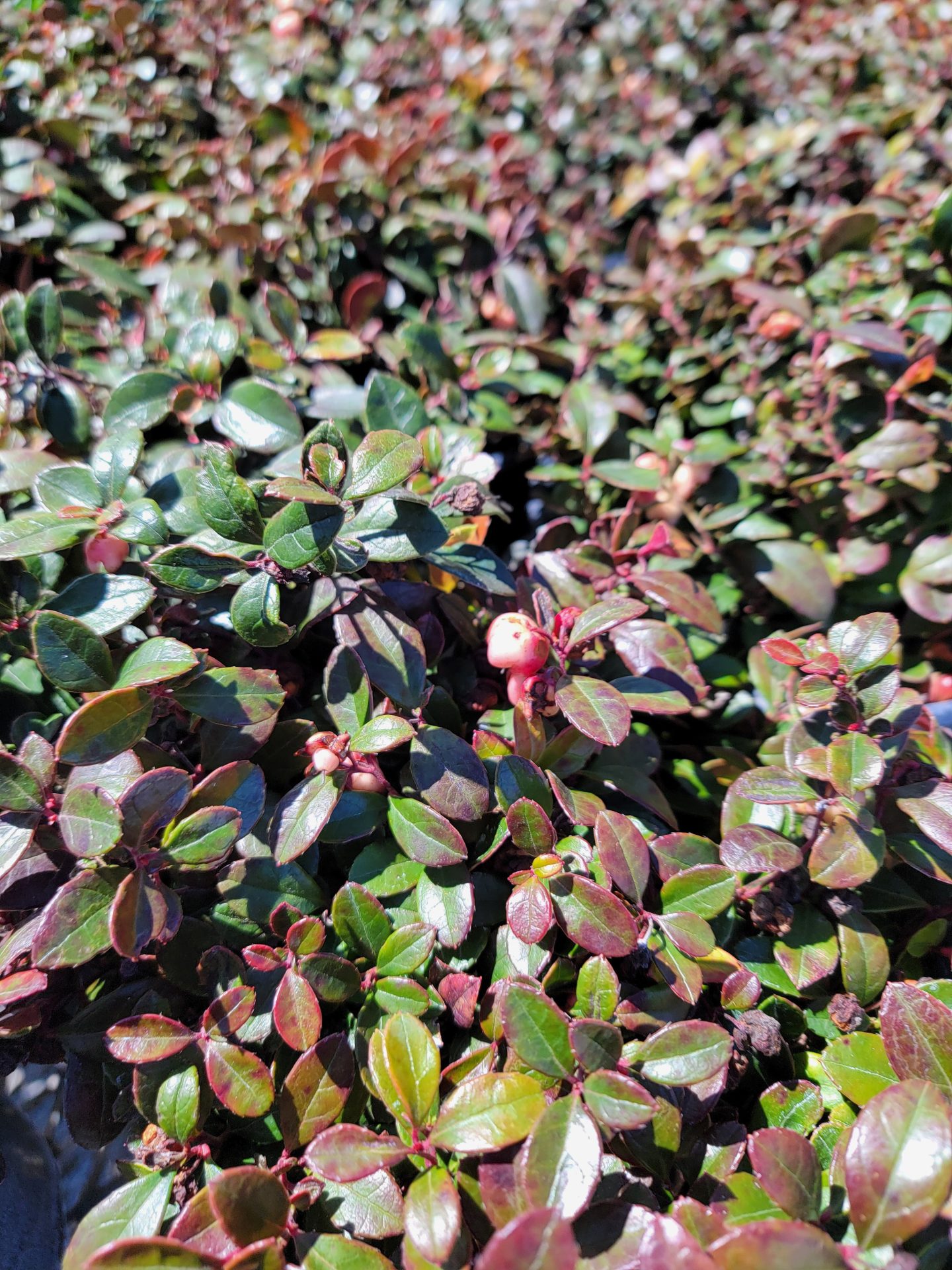 Gaultheria-procumbens-Peppermint-Pearl-a Gaultheria procumbens 'Peppermint Pearl' - Image 1