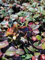 Gaultheria procumbens 'Peppermint Pearl' - Image 2
