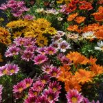 Gazania 'New Day Mix'