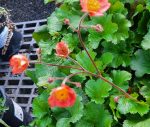 Geum x 'Mango Lassi'