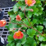 Geum x 'Mango Lassi'