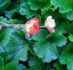 Geum x 'Mango Lassi' - Image 2
