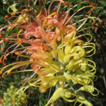 Grevillea 'Peaches and Cream'