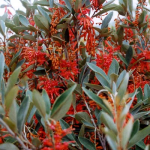 Grevillea victoriae 'Murray Valley Queen'