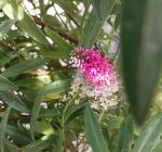 Hebe 'Strawberries and Cream'