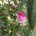 Hebe 'Strawberries and Cream'