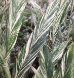 Hedychium x 'Dr. Moy'