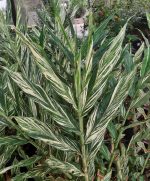 Hedychium x 'Dr. Moy' - Image 2