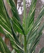 Hedychium x 'Dr. Moy' - Image 3