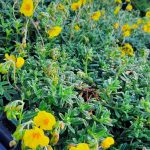 Helianthemum nummularium 'Ben Fhada'