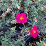 Helianthemum nummularium 'Ben Hope'